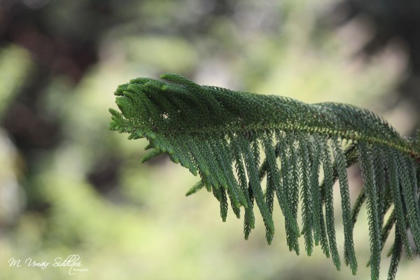 If you truly love nature, you’ll see beauty everywhere. (Vincent Van Gogh)