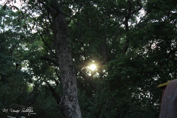 Look deep into nature, and then you will understand everything better. (Albert Einstein)