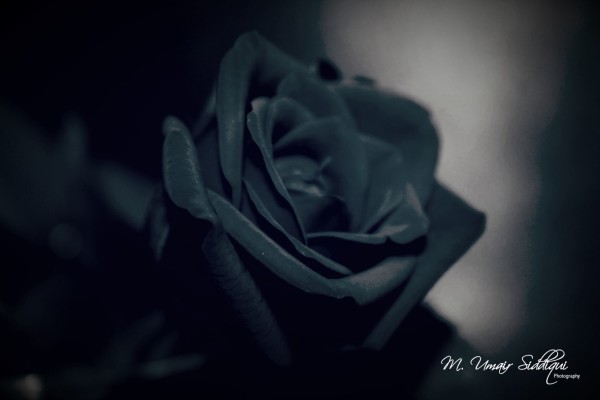 A single rose can be my garden… A single friend, my world. (Leo Buscaglia)