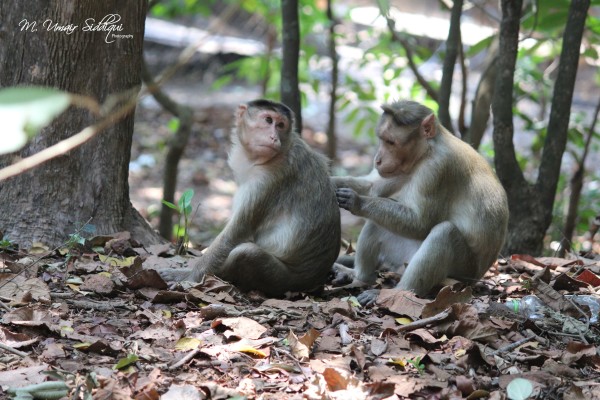 You scratch my back and I’ll scratch yours!