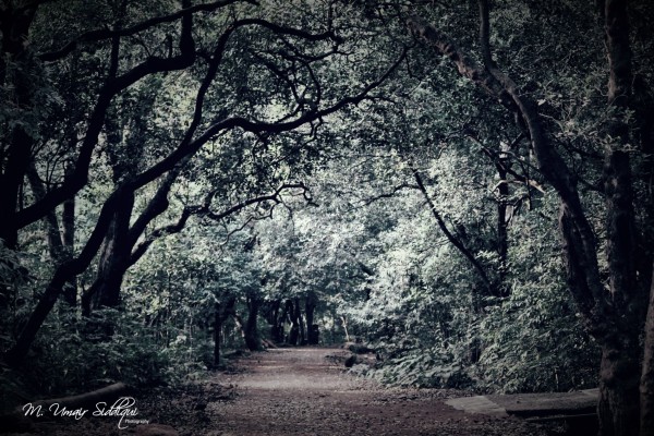 The woods are lovely, dark and deep. But I have promises to keep, and miles to go before I sleep. (Robert Frost)