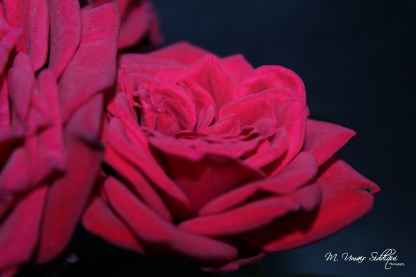 Won’t you come into the garden? I would like my roses to see you. (Richard Sheridan)