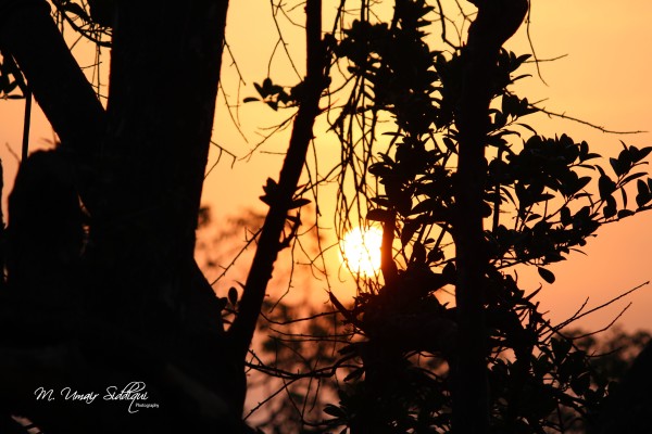 The sun does not shine for a few trees and flowers, but for the wide world’s joy. (Henry ward Beecher)