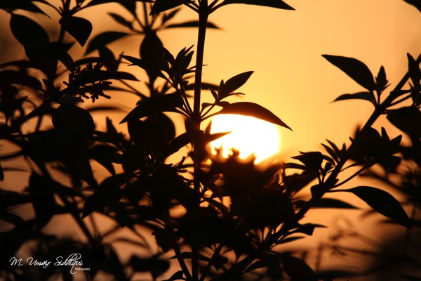 There’s never one sunrise the same or one sunset the same. (Carlos Santana)