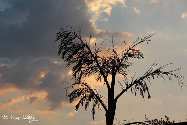 A forest of these trees is a spectacle too much for one man to see. (David Douglas)