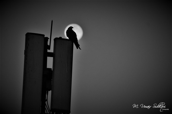 Eagles don’t flock, you have to find them one at a time. (Ross Perot)