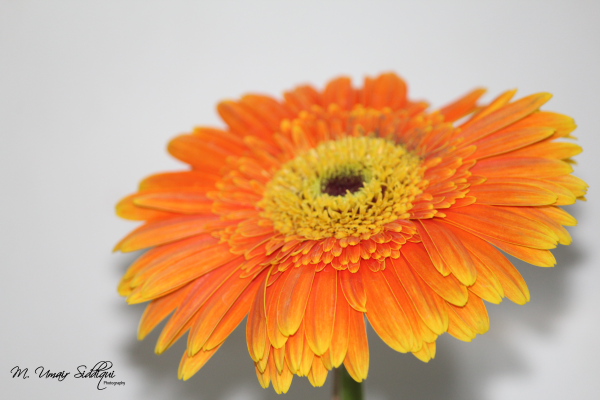 Tomorrow may rain so, I’ll follow the sun